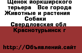 Щенок йоркширского терьера - Все города Животные и растения » Собаки   . Свердловская обл.,Краснотурьинск г.
